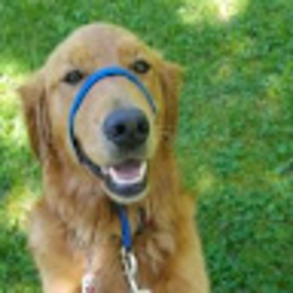 Meet your Posher, Sam - Picture 1 of 1